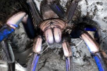 Vogelspinnen kaufen und verkaufen Foto: Chilobrachys natanicharum (ex. sp. “Electric Blue”) Slings in Fh1