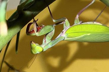 Insekten kaufen und verkaufen Foto: Hierodula majuscula/Gottesanbeterin/Mantis/Mantiden