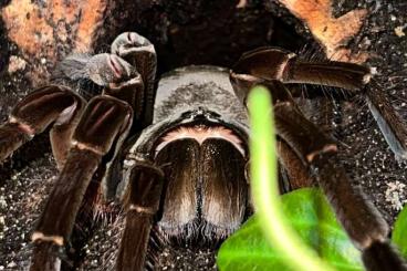 - bird spiders kaufen und verkaufen Photo: SUCHE 1.0 Theraphosa stirmi