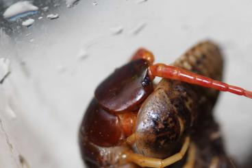 Myriapoda kaufen und verkaufen Photo: SUCHE Scolopendra dehaani bestimmtes Pärchen