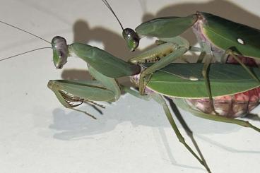 Insects kaufen und verkaufen Photo: Insekten Last Minute für Hamm