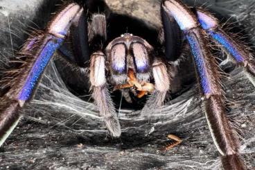 - bird spiders kaufen und verkaufen Photo: C. natanicharum, O. sp. “Hati Hati” Bulk