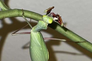 Insekten kaufen und verkaufen Foto: Biete Gottesanbeterinnen/Mantiden