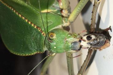 Insects kaufen und verkaufen Photo: Biete diverse Insekten (Phasmiden, Schaben, Orthoptera)