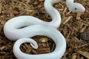 Boas kaufen und verkaufen Photo: Leucistic boa epicrates maurus