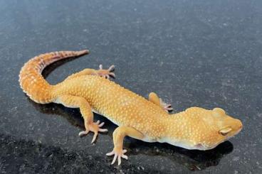 Geckos kaufen und verkaufen Foto: Rhacodactylus auriculatus // Eublepharis macularius