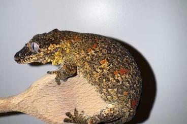 Geckos kaufen und verkaufen Photo: 0.9 Rhacodactylus auriculatus