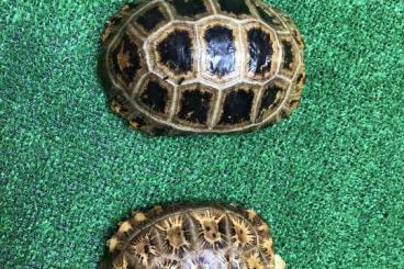 Tortoises kaufen und verkaufen Photo: Indotestudo  Elongatas        