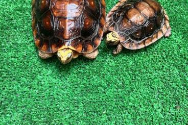 Schildkröten kaufen und verkaufen Photo: Rhinoclemmys Rubida (perichanta) Schildkröten kaufen und verkaufen Photo: Rhinoclemmys Rubida (perichanta)