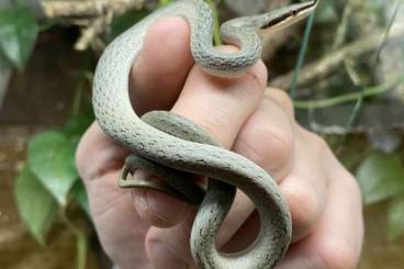 Schlangen kaufen und verkaufen Foto: Special offer: Gonyosoma boulengeri & Leiopython albertisii