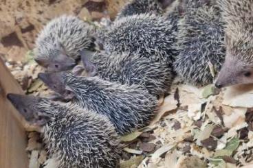 Exotische Säuger kaufen und verkaufen Foto: Kleiner igeltanrek (Echinops telfairi)