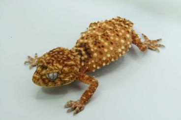 Geckos kaufen und verkaufen Photo: Nephrurus amyae breeding group and levis levis Geckos kaufen und verkaufen Photo: Nephrurus amyae breeding group and levis levis