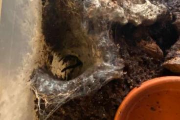- bird spiders kaufen und verkaufen Photo: Vogelspinnen mit oder ohne Terrarium abzugeben