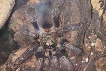 - bird spiders kaufen und verkaufen Photo: Hobby Aufgabe / komplette Terrarienwand mit Beleuchtung , Terrarien, V