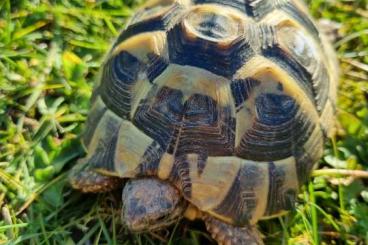 Landschildkröten kaufen und verkaufen Foto: Griechische Landschildkröten zu verkaufen