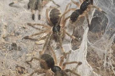Vogelspinnen kaufen und verkaufen Foto: Psalmopoeus irminia und Neoholothele incei spiderlinge