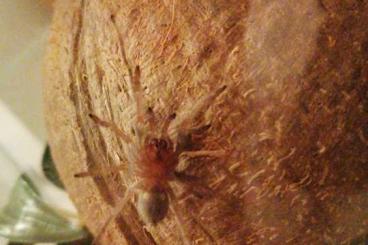- bird spiders kaufen und verkaufen Photo: Brachypelma hamorii (Mexikanische Rotknievogelspinne) 