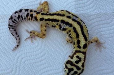 Geckos kaufen und verkaufen Foto: 30% OFF on all Eublepharis macularius