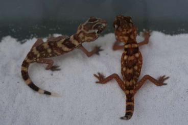 Geckos kaufen und verkaufen Foto: Ch. angulifer, S. taenicauda, N. wheeleri