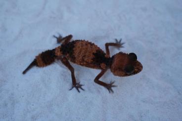 Geckos kaufen und verkaufen Foto: Pachydactylus rugosus, Chondrodactylus angulifer, Strophurus taeni.ect