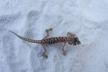 Geckos kaufen und verkaufen Photo: Nephrurus, Diplodactylus, Pachydactylus, Chondrodactylus