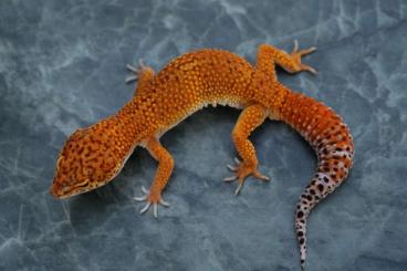 Geckos kaufen und verkaufen Photo: Hemitheconyx caudicinctus & Eublepharis macularius