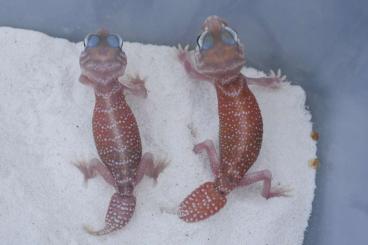 Geckos kaufen und verkaufen Photo: Nephrurus, Pachydactylus, Diplodactylus, Chondrodactylus,…