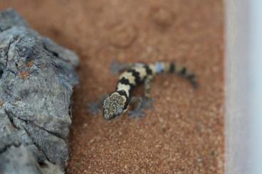 Geckos kaufen und verkaufen Photo: 0.0.5 Pachydactylus rugosus