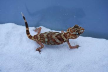 Geckos kaufen und verkaufen Foto: Pachydactylus rugosus, Chondrodactylus angulifer, Nephrurus,…