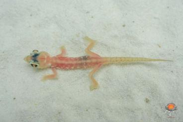 Geckos kaufen und verkaufen Photo: Pachydactylus, Chondrodactylus, Strophurus