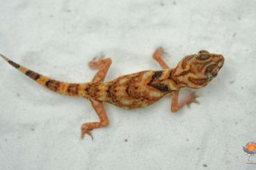 Geckos kaufen und verkaufen Photo: Pachydactylus, Chondrodactylus, Strophurus