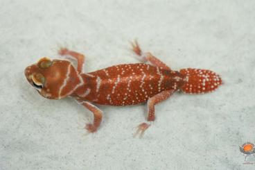 Geckos kaufen und verkaufen Photo: Nephrurus species available