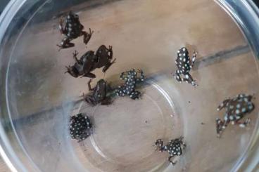 Poison dart frogs kaufen und verkaufen Photo: Biete Excidobates mysteriosus NZ