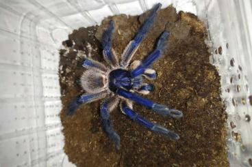 Spiders and Scorpions kaufen und verkaufen Photo: For Hamm 10.9.