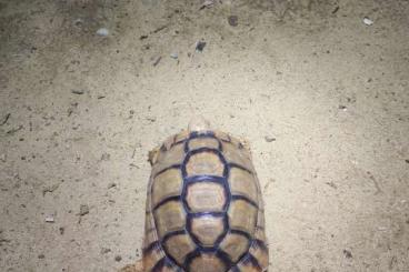 Schildkröten  kaufen und verkaufen Foto: Testudo Kleinmanni             