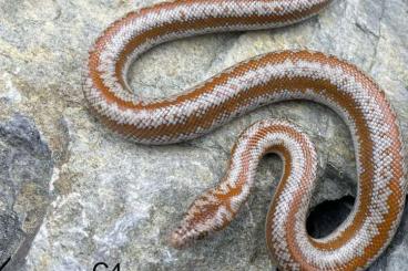 Schlangen kaufen und verkaufen Foto: Lichanura trivirigata het Limburg Albino