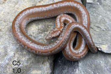 Schlangen kaufen und verkaufen Photo: 2.0 Lichanura t. roseofusca het Limburg Albino Schlangen kaufen und verkaufen Photo: 2.0 Lichanura t. roseofusca het Limburg Albino
