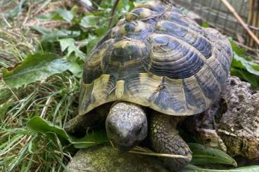 Tortoises kaufen und verkaufen Photo: Zwei charmante Griechen suchen neues Zuhause!