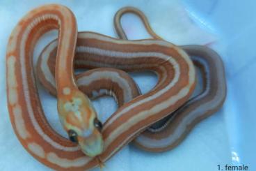 Schlangen kaufen und verkaufen Foto: Pantherophis guttatus scelelles