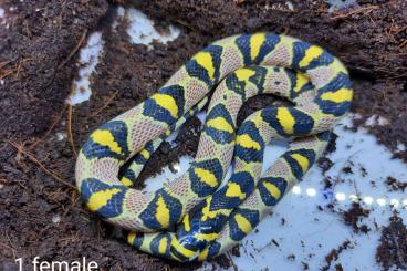 Snakes kaufen und verkaufen Photo: Euprepiophis mandarinus vietnam het axantic 1.2 CB 2022