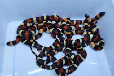 Colubrids kaufen und verkaufen Photo: Lampropeltis campbelli 0.0.8 Hamm 10.09