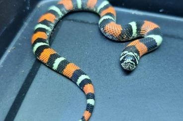 Nattern ungiftige  kaufen und verkaufen Foto: Lystrophis matogrossensis tri color hognous 