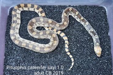 Colubrids kaufen und verkaufen Photo: Pituophis catenifer sayi adult pair