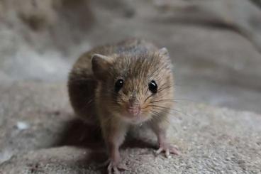 Exotic mammals kaufen und verkaufen Photo: Eurasische Zwergmaus (Micromys minutus)