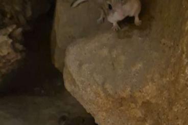 Exotische Säuger kaufen und verkaufen Foto: Turkmenische Maushamster Calomyscus spec