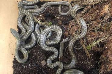 Schlangen kaufen und verkaufen Foto: Elaphe climacophora        