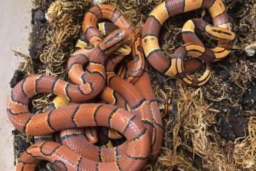 Snakes kaufen und verkaufen Photo: Oreocryptophis o. laticinctus