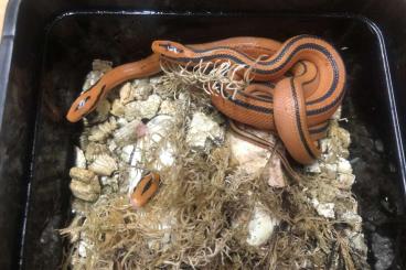 Snakes kaufen und verkaufen Photo: Oreocryptophis porphyraceus coxi