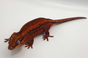 Geckos kaufen und verkaufen Foto: Rhacodactylus auriculatus red and orange