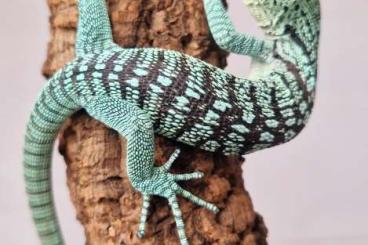 Lizards kaufen und verkaufen Photo: 0,1 NZ 24 Varanus reisingeri